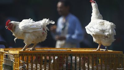 أسعار الدواجن والأمهات والساسو ترتفع مجددًا  