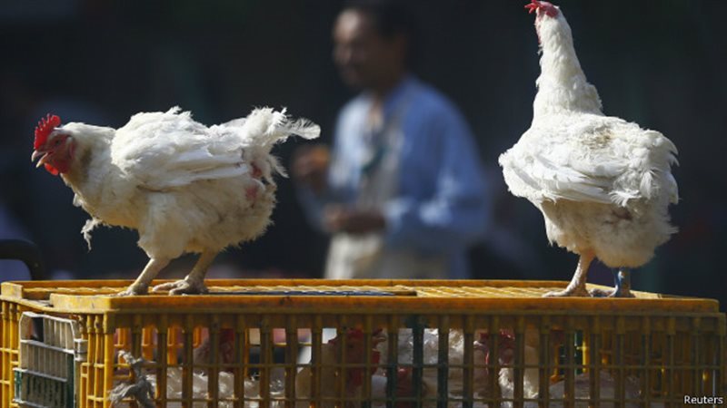 أسعار الدواجن والأمهات