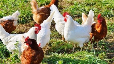 أسعار الدواجن اليوم في مصر تشهد ارتفاعًا جديدًا مع تراجع كبير في أسعار البيض بالأسواق