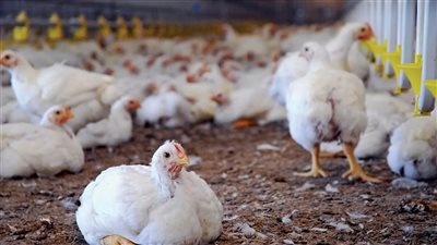 حقيقة استخدام الهرمونات في الدواجن بمصر  