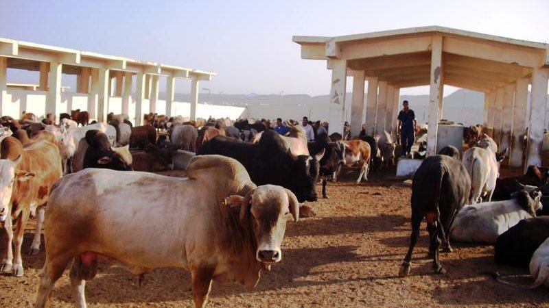 أسعار الأضاحي 2026