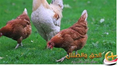 أسعار الدواجن اليوم 