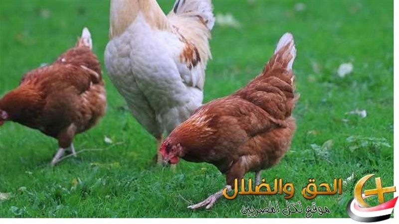 أسعار الدواجن اليوم