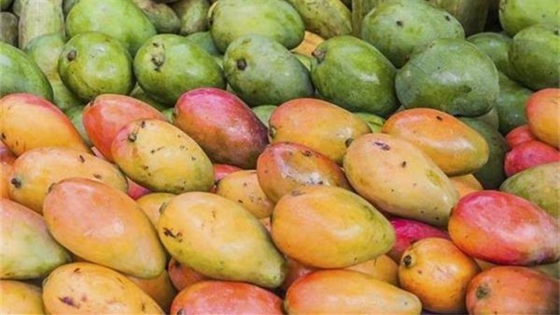 موسم المانجو في مصر