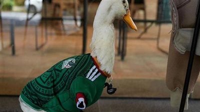 البطة ميرلين تثير الجدل في كأس العالم 2026  