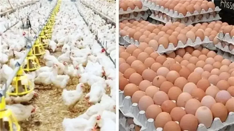 أسعار البيض