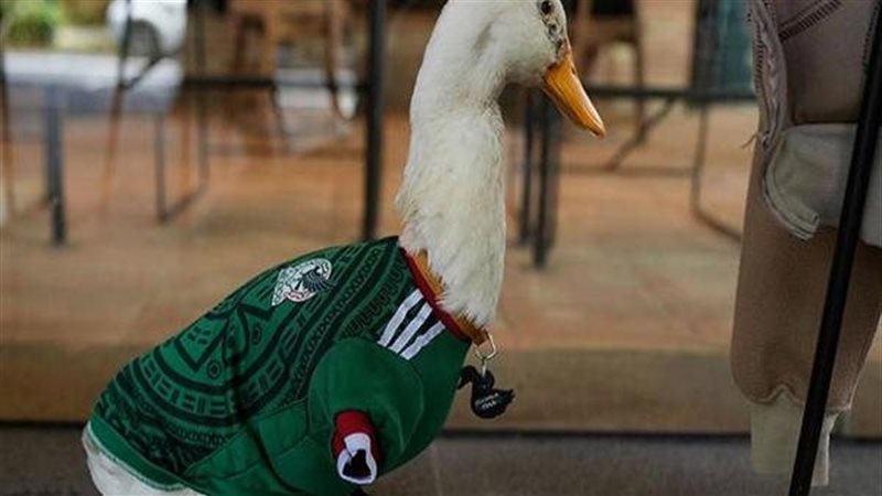 البطة ميرلين تثير