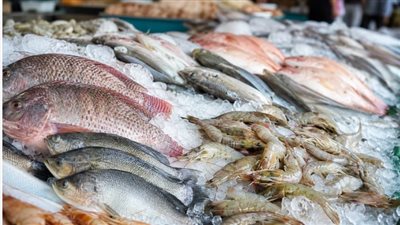 أسعار السمك والجمبري اليوم  