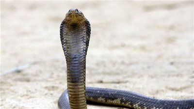 الأسباب الطبيعية لظهور الكوبرا 
