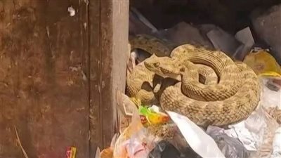 رئيس مدينة نجع حمادي يوضح حقيقة صور أفعى الصحراء 