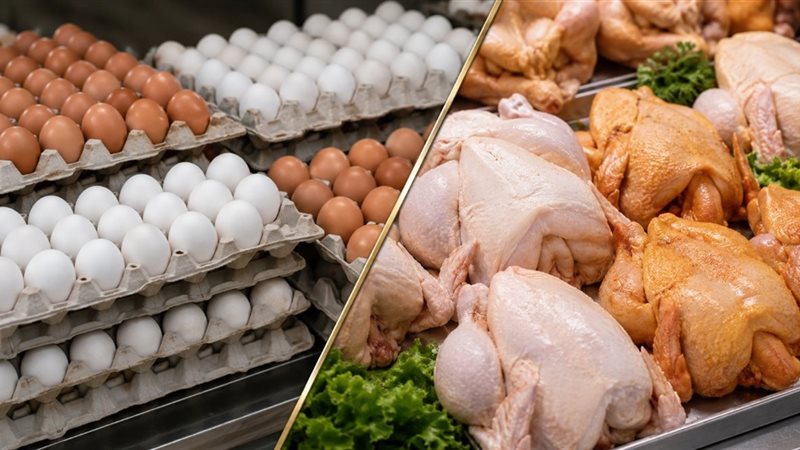 أسعار الفراخ والبيض
