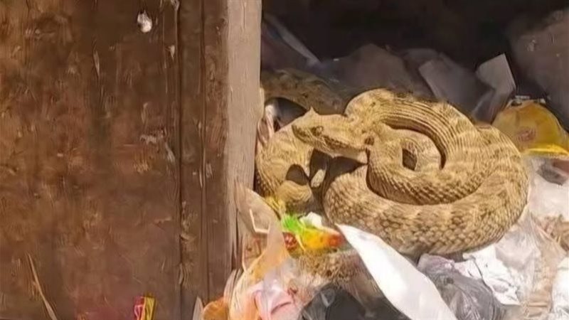 رئيس مدينة نجع حمادي