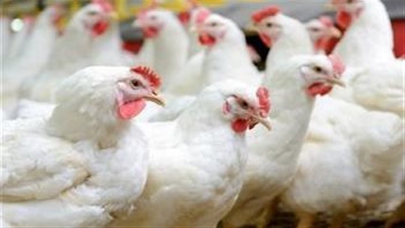 أسعار الفراخ اليوم