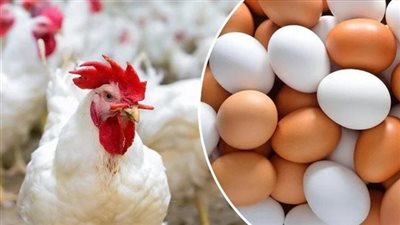 الدواجن والبيض على بطاقات التموين 