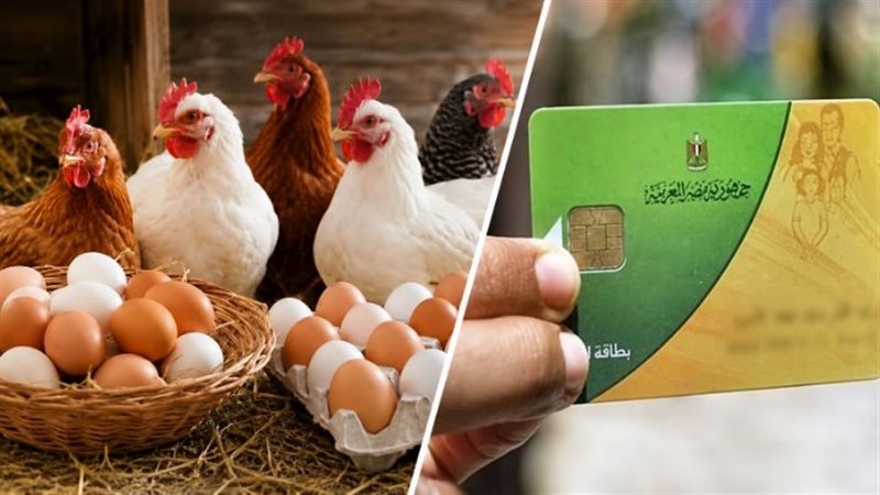 تراجع أسعار الدواجن اليوم السبت وسعر البانيه والفراخ البيضاء