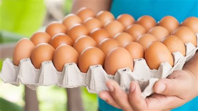 أسعار البيض مرشحة للارتفاع 10 إلى 15 جنيهًا مع بدء الدراسة وخسائر تضغط على المربين