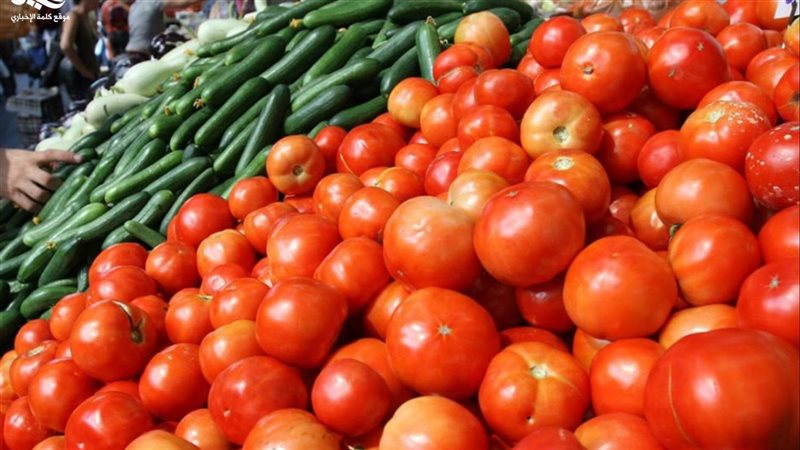 نقيب الفلاحين: الطماطم