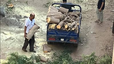 مصدر بالجيزة: لا بلاغات عن قطع أشجار المريوطية 