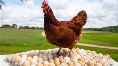 أسعار الفراخ والبيض اليوم السبت 19 سبتمبر.. البيضاء 79 جنيهًا والساسو 130 والبيض الأحمر 120 للمستهلك