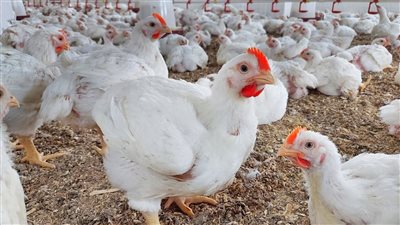 أسعار الدواجن البيضاء ترتفع بنحو 5 جنيهات للكيلو