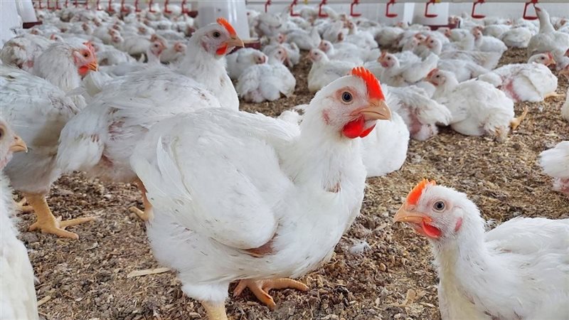 أسعار الدواجن البيضاء