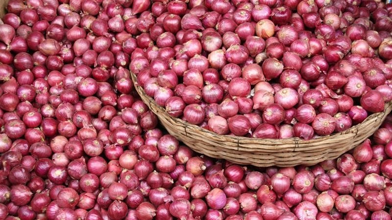 أسعار البصل اليوم