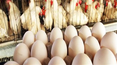 كل حاجه رجعت زي الاول اسعار الفراخ تنهار في الاسواق المصرية