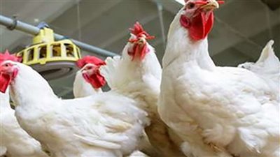 سعر البانية نزل 55 جنيه مرة واحده واسعار الدواجن تنهار وترجع لاسعارها القديمه اليوم في السوق