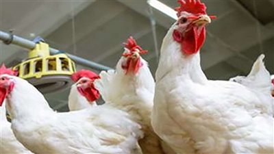 الاعلان عن خبر سار للمواطنين يخص اسعار الفراخ بعد ايام ومنتجي الدواجن يؤكدون النبأ