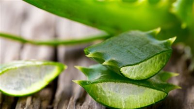 فوائد الألوفيرا للشعر ستمنحك شعر ناعم وصحي