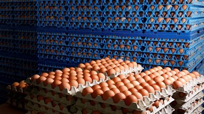 مفاجأة غير متوقعة في أسعار البيض اليوم هتفرح الملايين