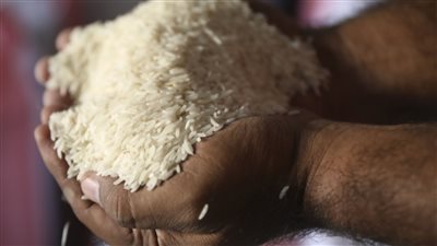 الكيلو يخسر 16 جنيه مره واحدة مفاجأة جديدة في اسعار الارز الشعير الان