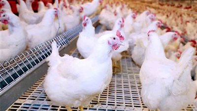 مستمرة في الانخفاض تعرف على اسعار الدواجن اليوم بالأسواق المصرية