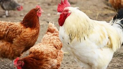 بعد الانخفاض الأخير في أسعار الأعلاف بشرى سارة للمواطنين بشأن أسعار الدواجن اليوم