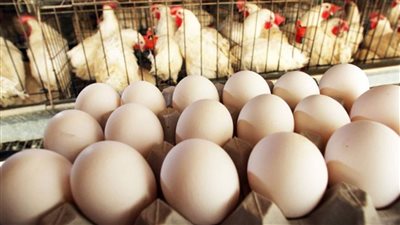 هتاكل فراخ بعد كده براحتك تراجع كبير في اسعار الفراخ اليوم