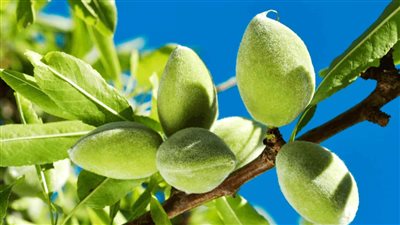 لن تستغنى عنه بعد الآن فوائد صحية متعددة يقدمها اللوز الأخضر للجسم