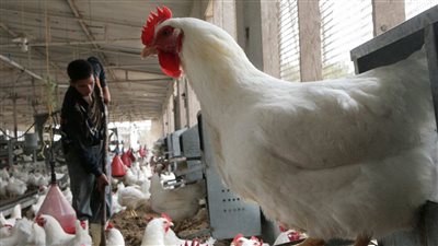 هذا ما سيحدث فى أسعار الدواجن بعد إنتاج سلالة مصرية جديدة