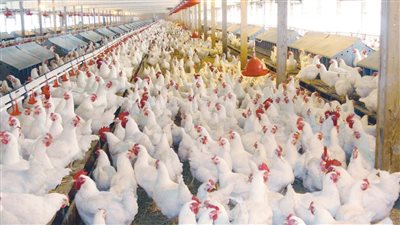 بشرى سارة للمواطنين بشأن أسعار الدواجن اليوم في الأسواق