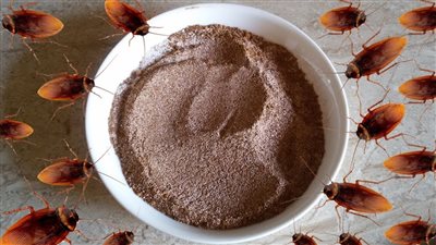 بمكون واحد فقط هتتخلصي من حشرات منزلك