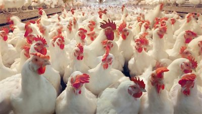 تواصل استقرارها تعرف على أسعار الدواجن اليوم بالأسواق المصرية