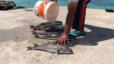 سمكة واحدة قادرة على قتل 100 شخص تحذير خطير من تناول هذه الاسماك