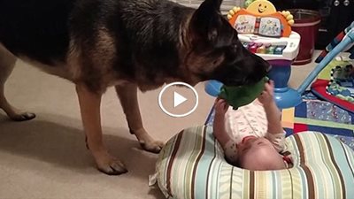 بالفيديو.. عركة كبيرة جدا بين كلب وطفل تنتهى بنهاية غير متوقعه