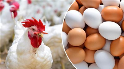 أسعار الدواجن اليوم الأربعاء في الأسواق