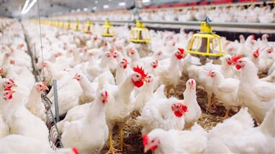 مفاجأة ستحدث فى حال تطبيق الحكومة قانون 70 وأوقفت بيع الدواجن الحية