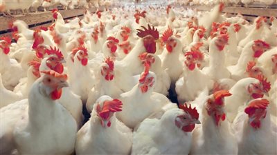 مفاجأة غير متوقعة بشأن أسعار الدواجن اليوم بالأسواق