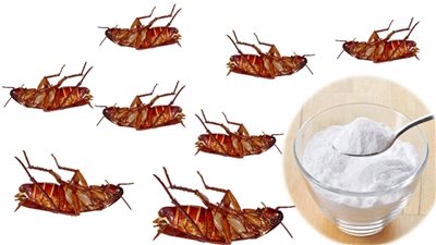 اقوي وصفة للقضاء نهائيا علي الحشرات في فصل الصيف