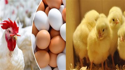 6 جنيه زيادة في أسعار الدواجن مقارنة بالأسبوع الماضي