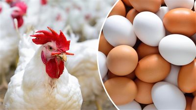 مجنونة يا فراخ الكيلو ب75 ارتفاع ملحوظ في اسعارالفراخ اليوم