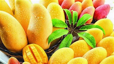 لهذا السبب تأثر محصول المانجو بالعاصفة الترابية الماضية