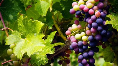 العنب يعمل كدواء لمرضى السكري اليك التفاصيل